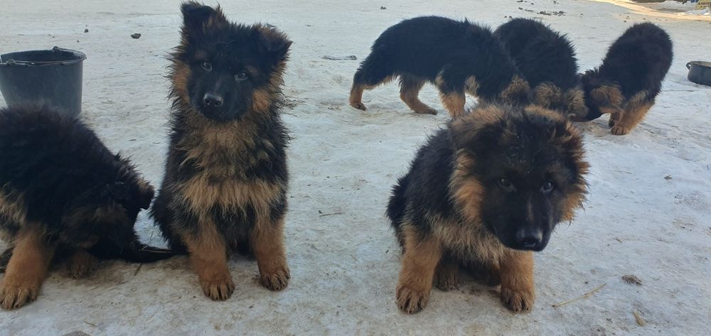 Owczarek niemiecki długowłosy