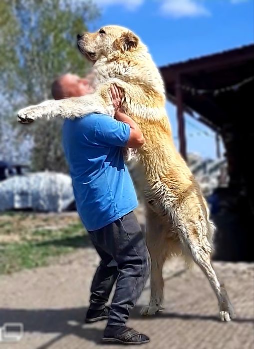 Чудова дівчінка алабая від суперважких батьків