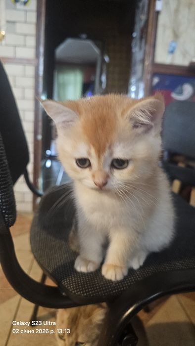 Кошенята Британська Шиншила Золотиста ,лишився котик, окрас світлий