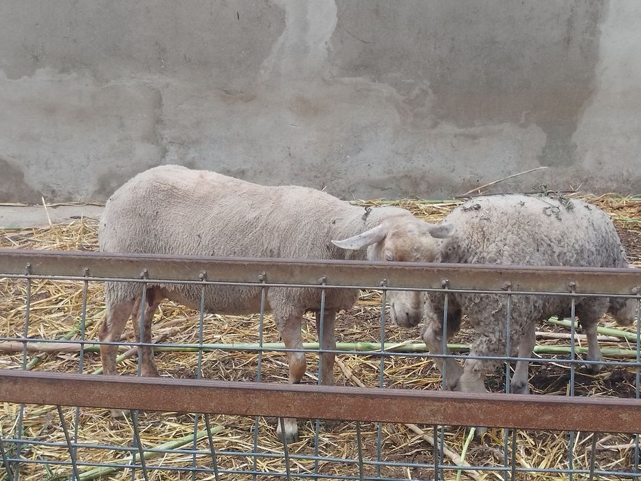Lote de ovelhas  para venda