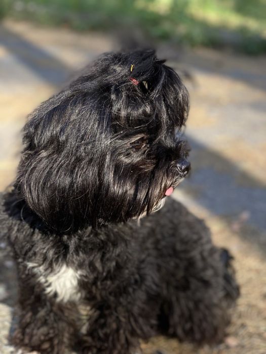 Продам хлопчика Мальтіпу