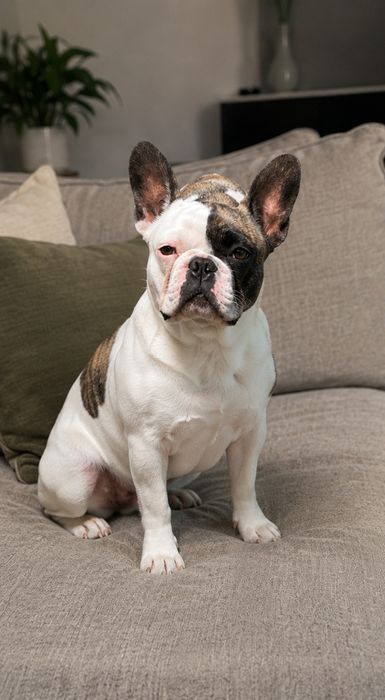 Bulldog francês menino