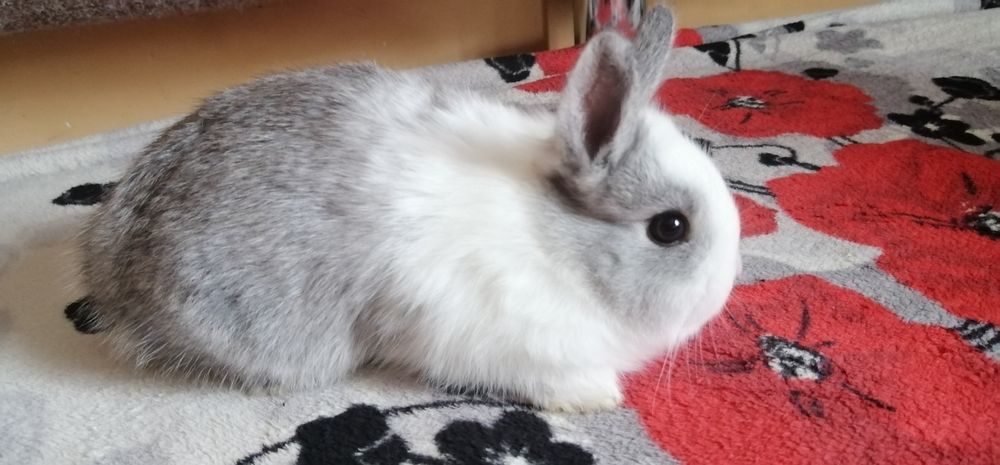 Декоративні (міні) кролики дівчатка