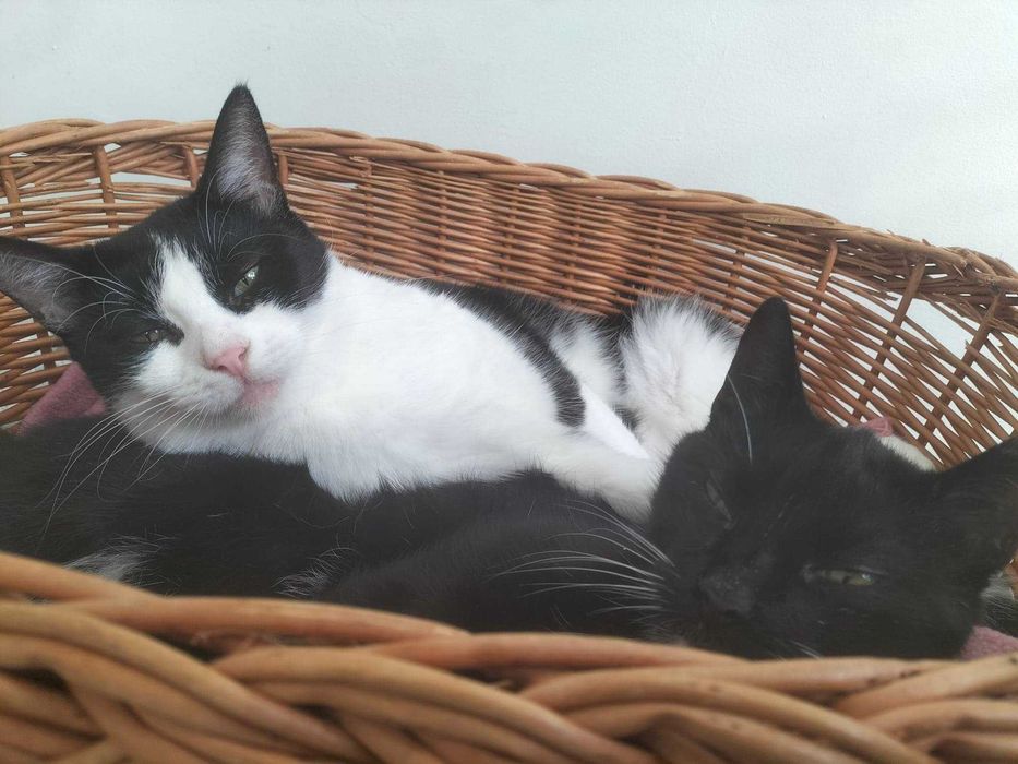 Malwinka i Maminka - kocie siostrzyczki szukają domu