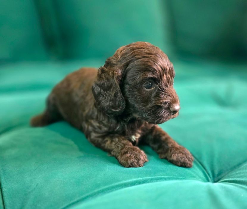 Czekoladowy piesek cockapoo