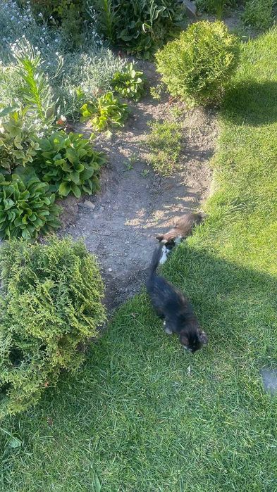 кошенятка самостійні