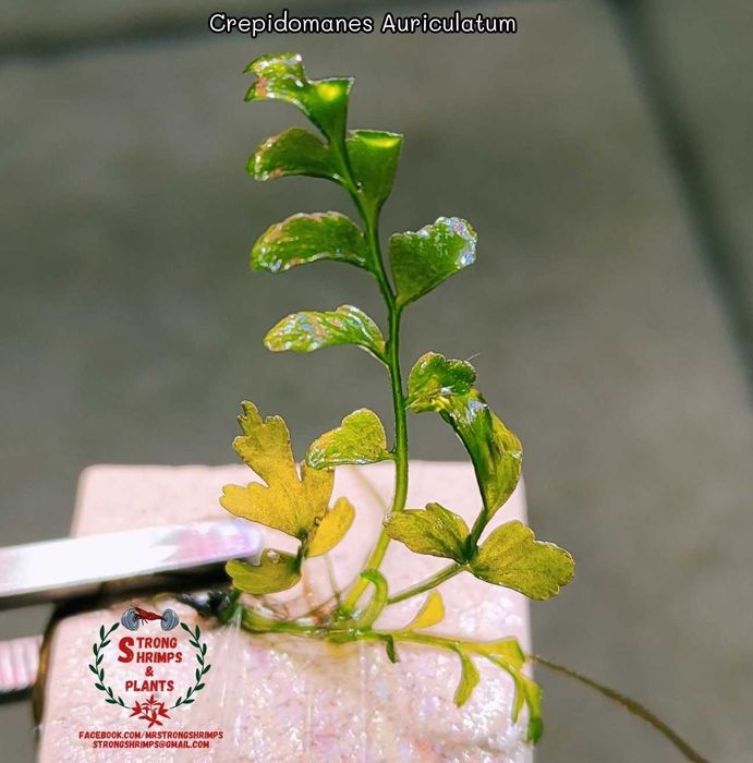 Crepidomanes Auriculatum- Hymenasplenium Obscurum Rarytas