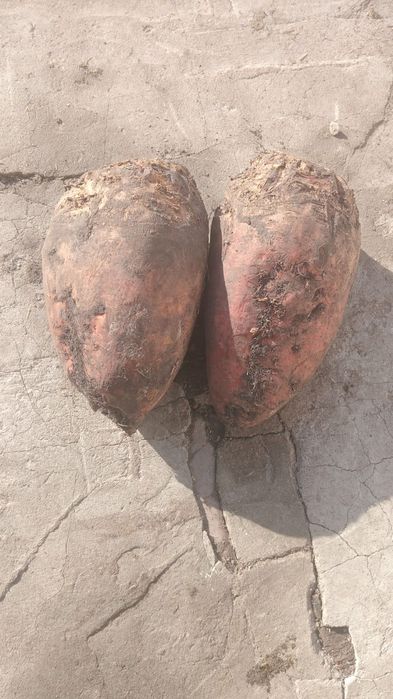 Продам кормовий буряк