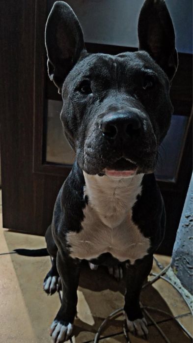 psiak do adopcji