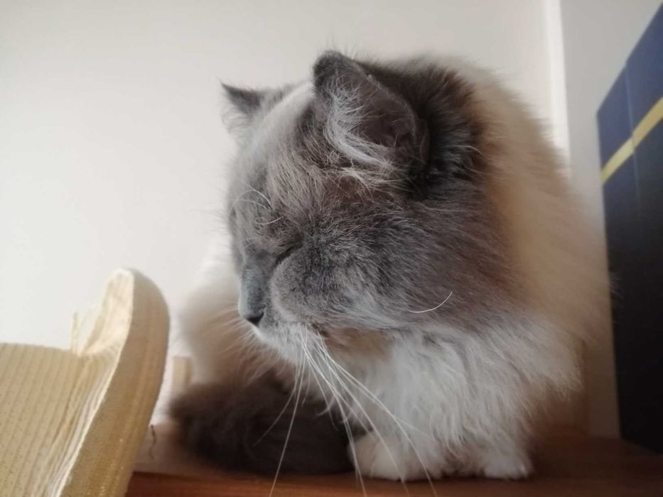 Gawot Kot syberyjski Neva Masquerade Gdańsk-Jasień NADAL SZUKAMY!