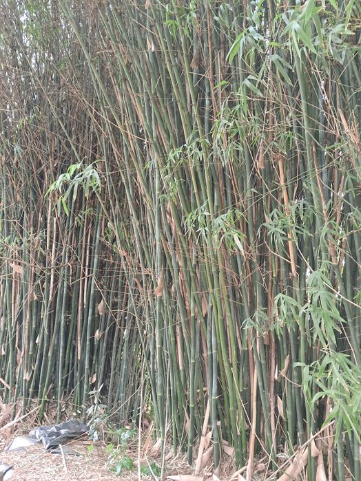Canas  de  bambu
