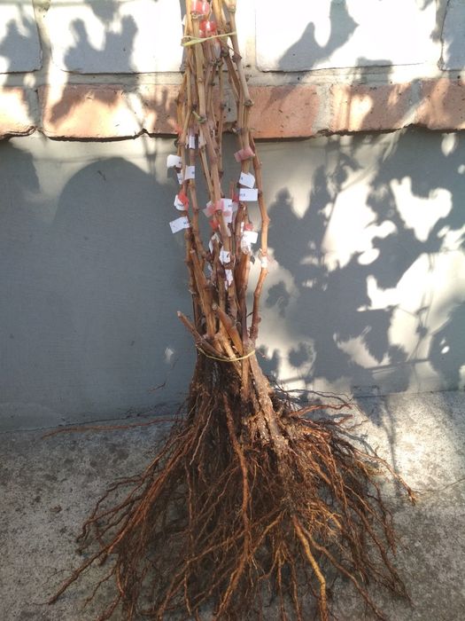 Саджанці винограду