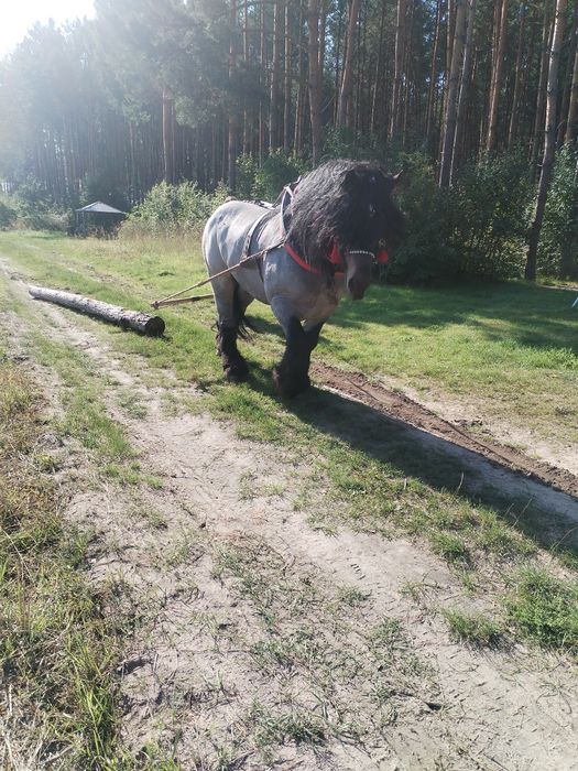 Sprzedam Ogiera Hipek