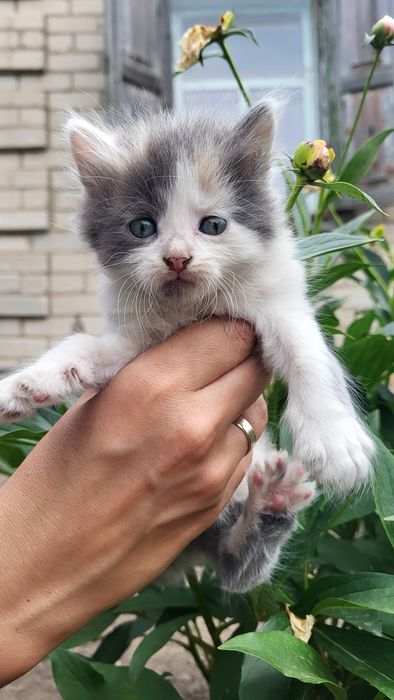 Ввідам у добрі руки! Кошенята, котята, маленькі котята.