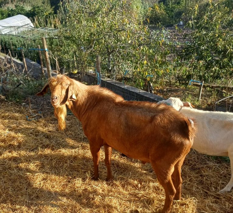 Chibo cruzado grande porte três anos