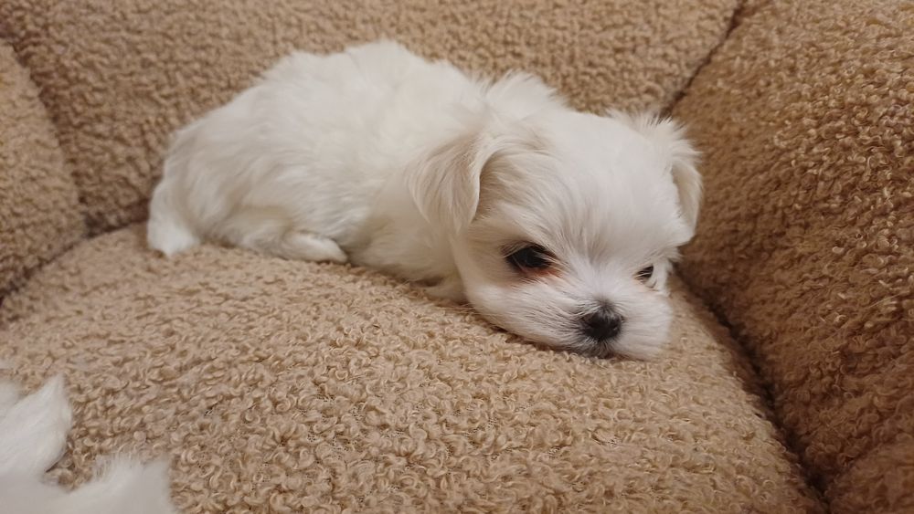 Maltańczyk miniaturka  sunia