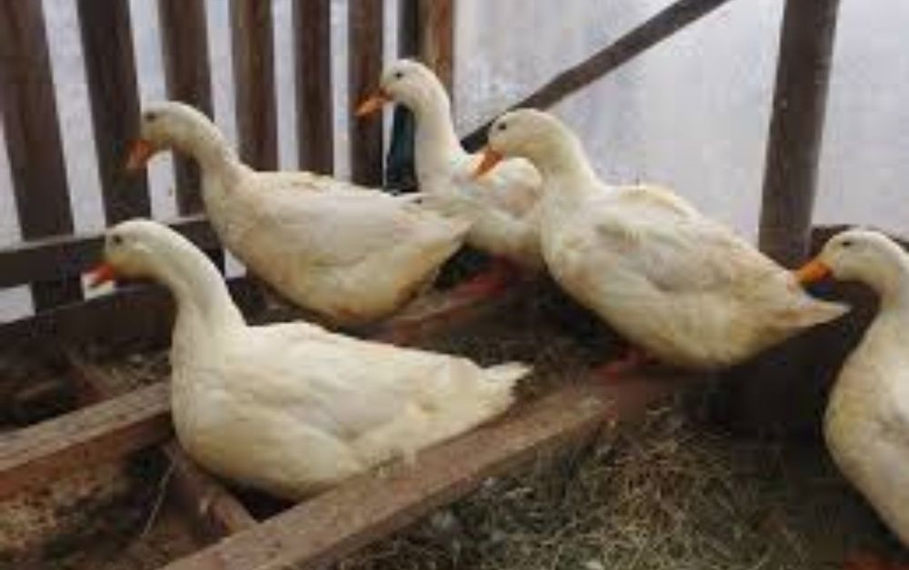 Инкубационное яйцо, опт и розница. Отправка по Украине