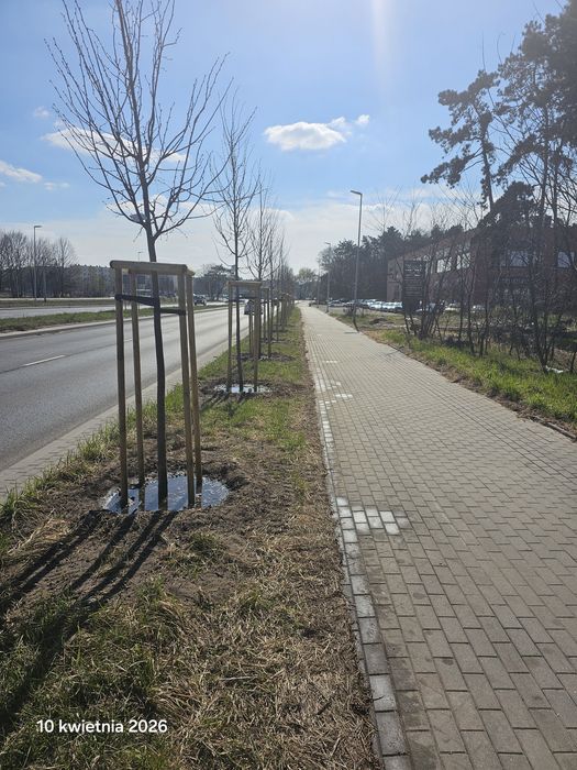 Nasadzenia Drzew krzewów