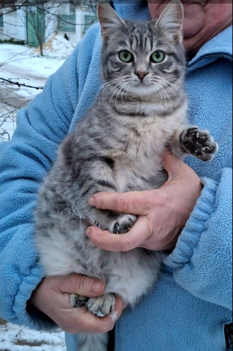 Ищем дом для котенка