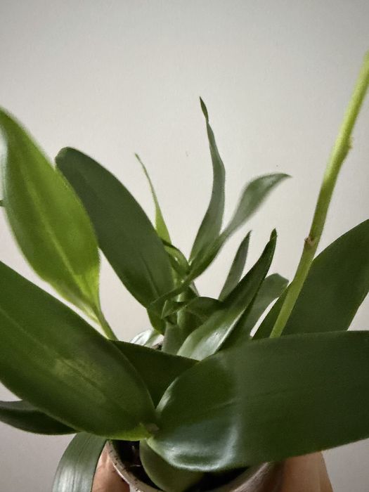 Orquidea encyclia radiata