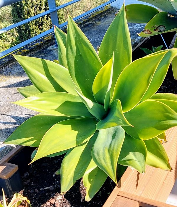 Agave Dragao Attenuata
