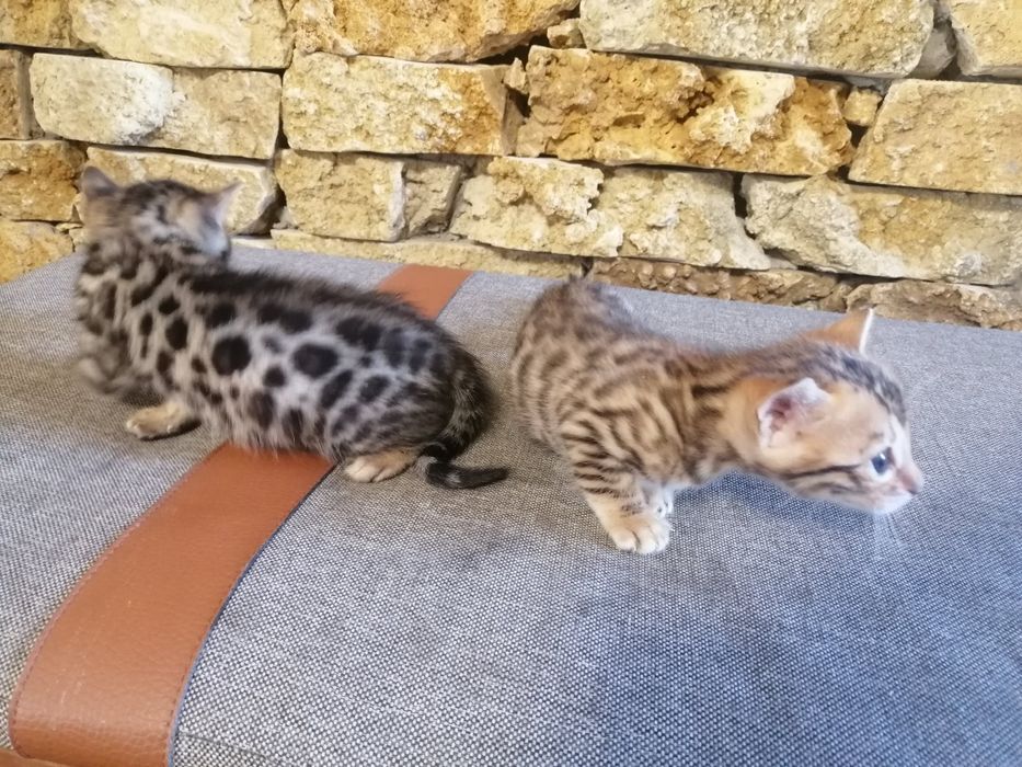 Бенгальські кошенята, бенгальський котята