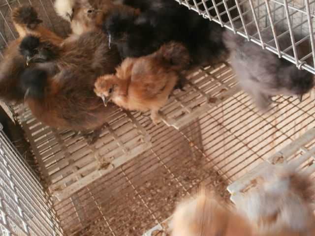 Ovos, pintos, e adultas sedosas do japão barbudas varias cores