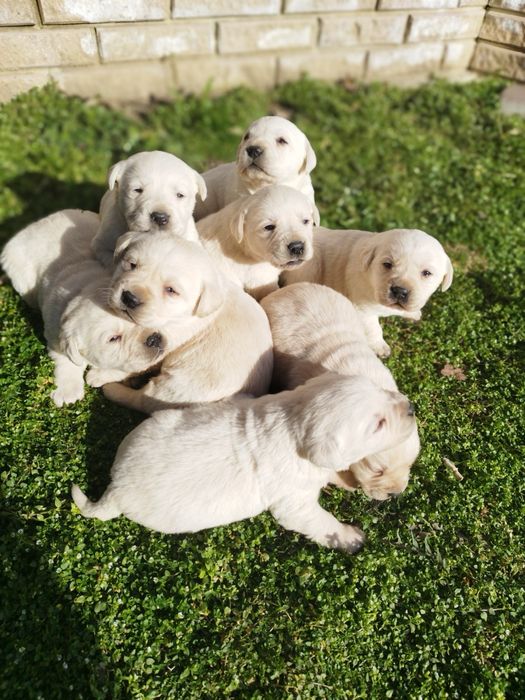 Продаються собачки лабрадор