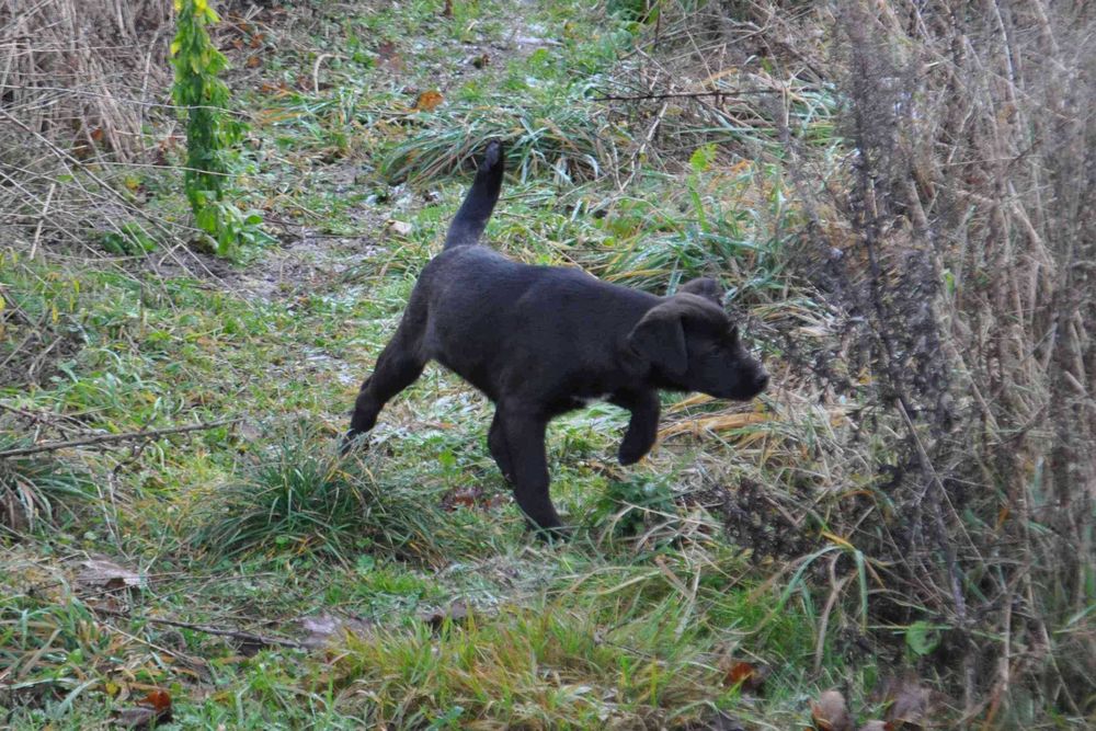 Szczeniaki do adopcji - pies, suka - okolice Hrubieszowa
