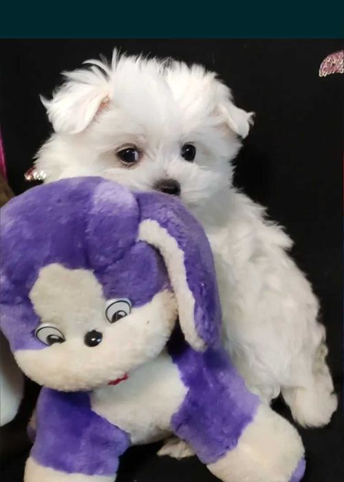 Bichon Maltês Macho  belo Pêlo