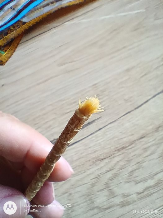 Miswak - naturalna szczoteczka do zębów