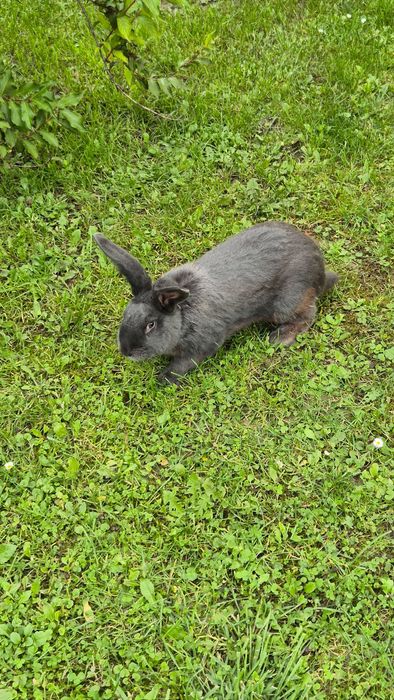 Крілі самці німецький строкач