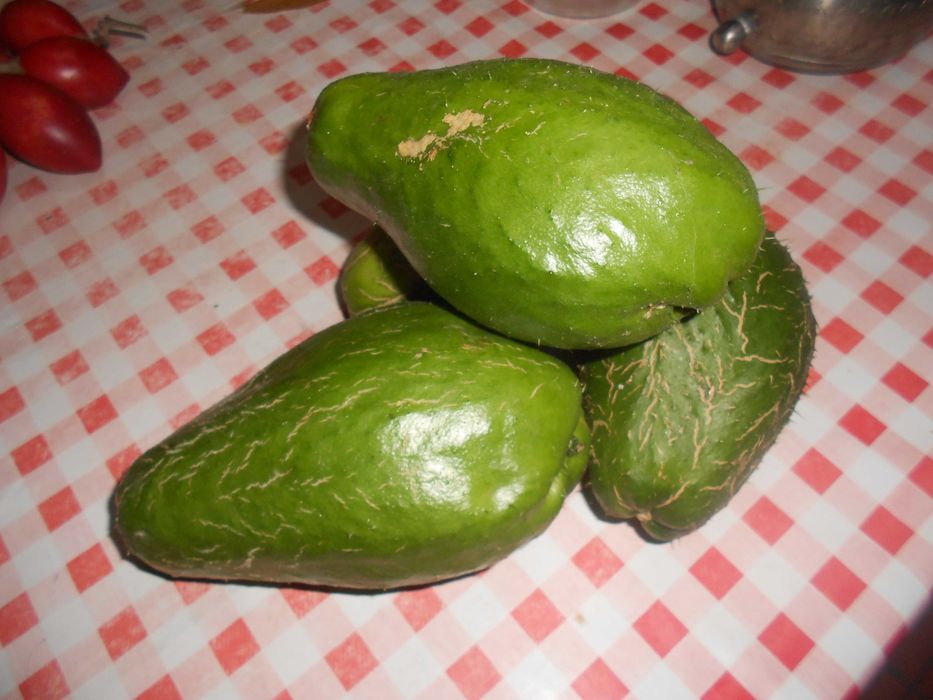 Laranjas Tangerinas Limoes Xuxus tomarilhos biologicos