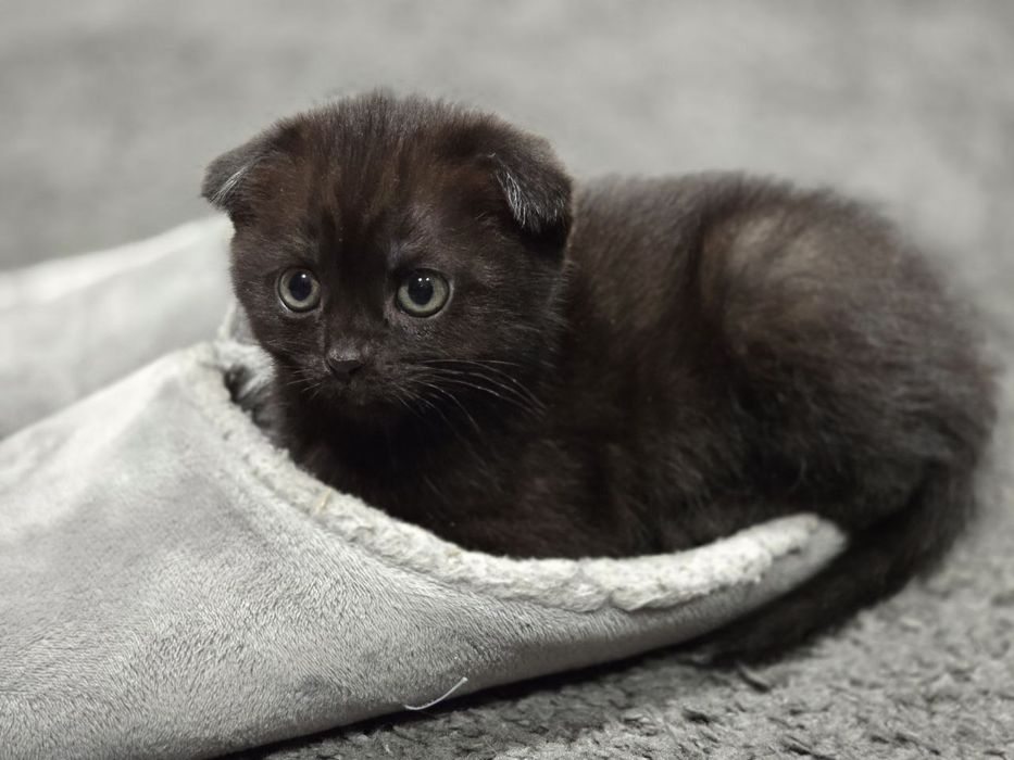 Кошечка  вислоухая