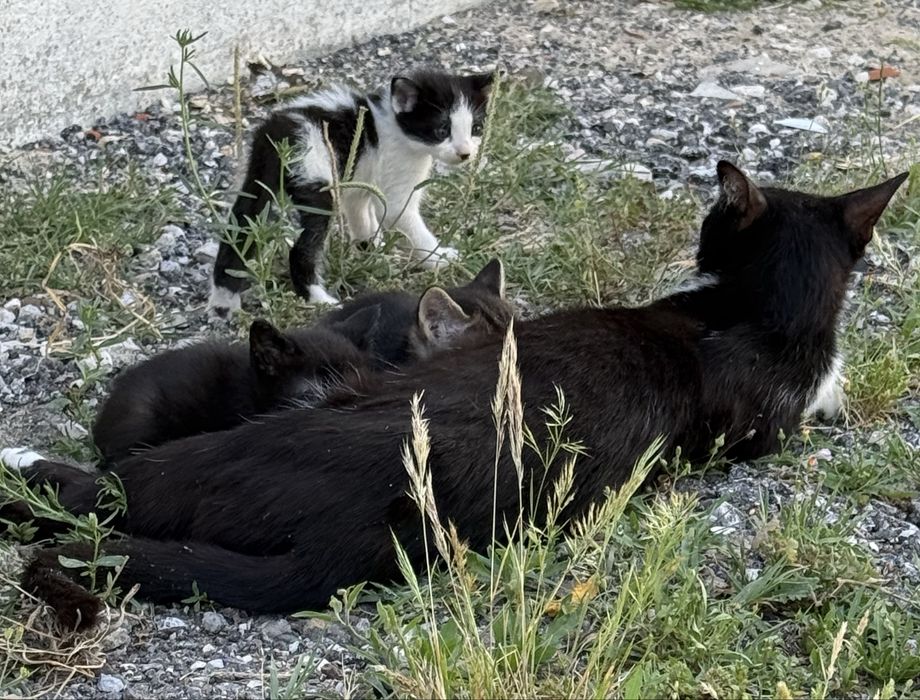 Gatinhos para adopção responsável
