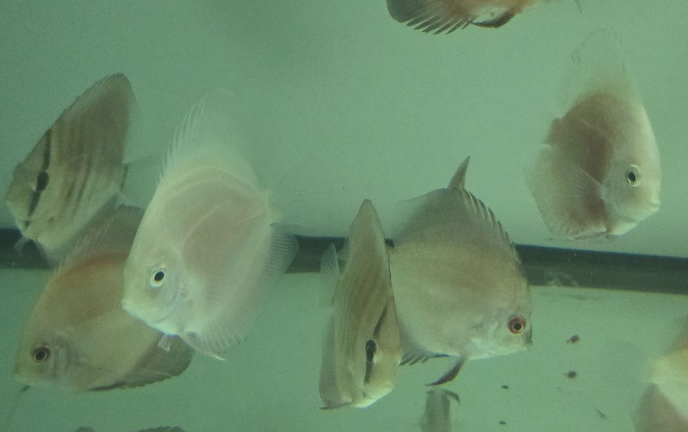 Pack 5 discus  7 9 cm por apenas 150€