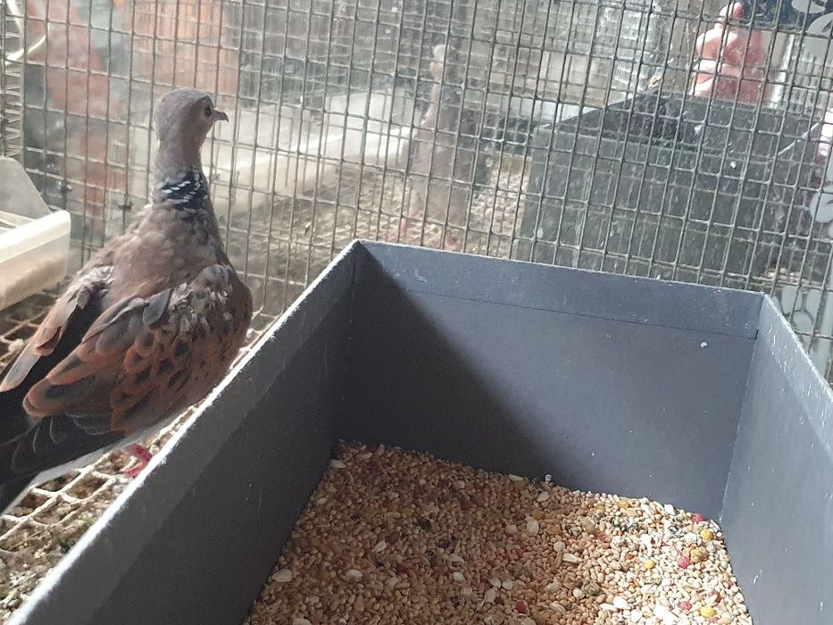 Rolas Streptopelia turtur  casal do ano 2025 com certificado sexagem