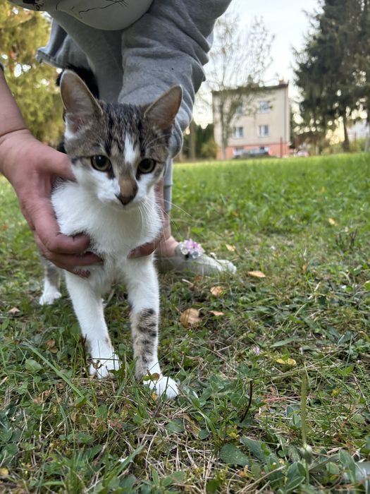 Kotek szuka domu pokochaj proszę