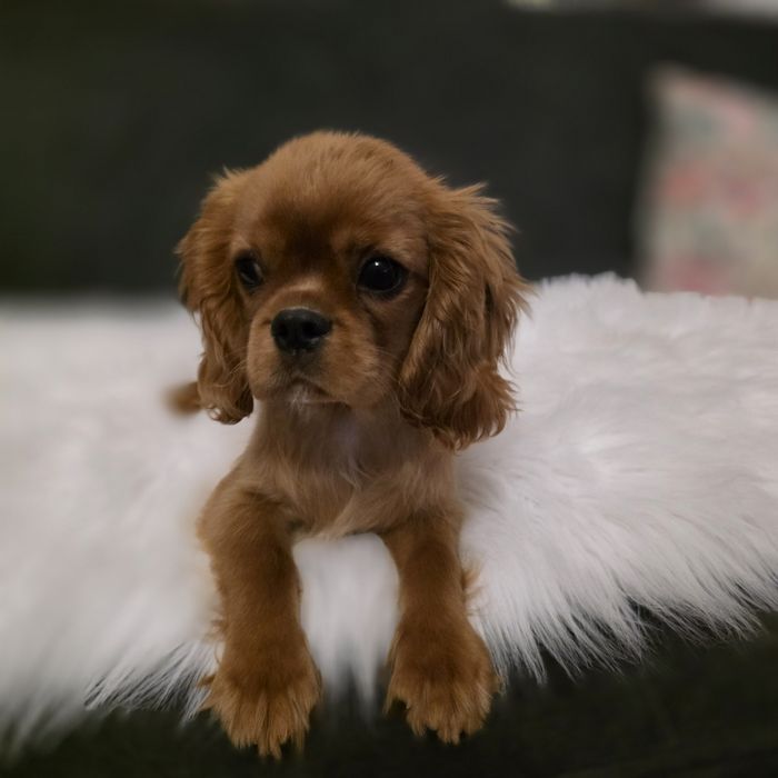 Samczyk Cavalier King Charles Spaniel