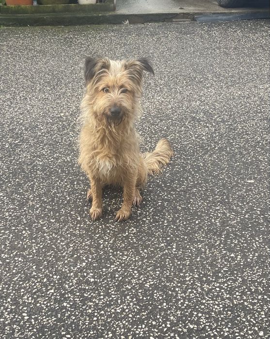 Adoção responsável