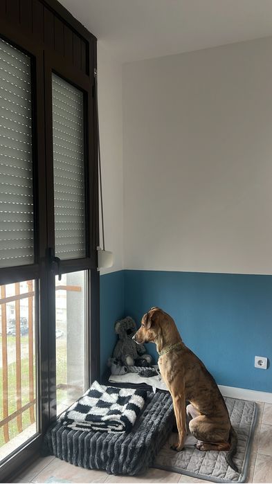 A Daisy procura uma Familia