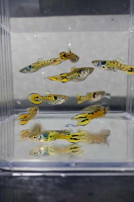 Гуппі Ендлера Жовтий Тигр