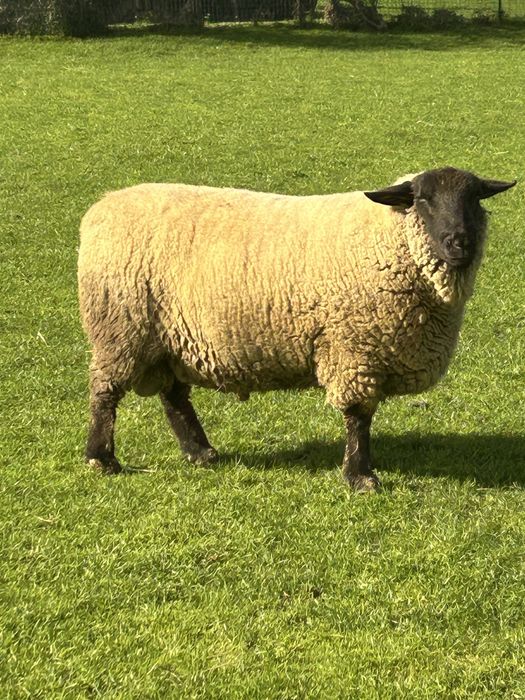 Vendo rebanho suffolk