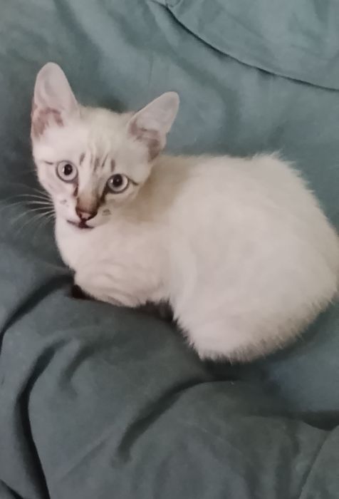 Gatinhas bebés para adoção responsável