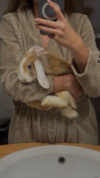 Dou coelhos mini lop