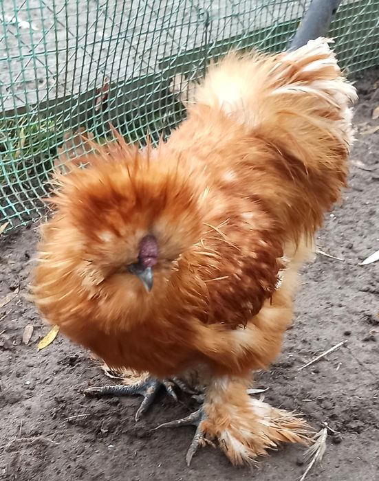 Koguty silki jedwabiste USA z 2025