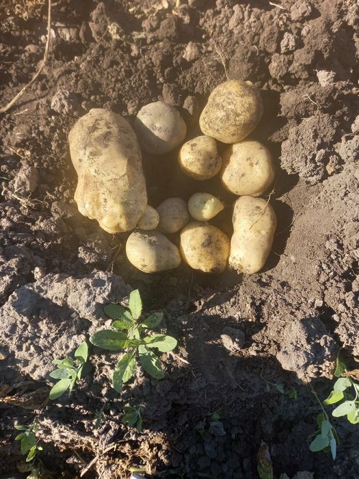 Продам  їстівну картоплю сорту Рів'єра та Гренада(лимонка)