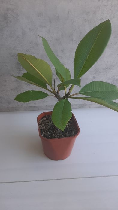 Plumeria sadzonka