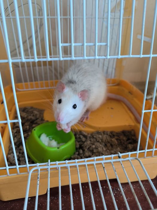 Маленький пацюк декоративний