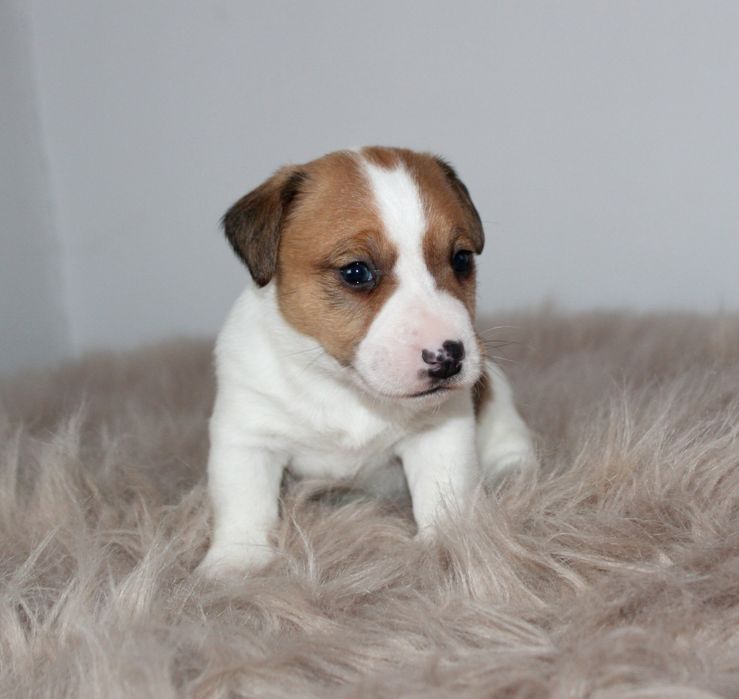 Клубні цуценчта джек рассел терьери.КСУ